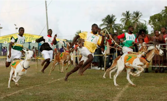 Runners with goats in Tobago Goat Race
