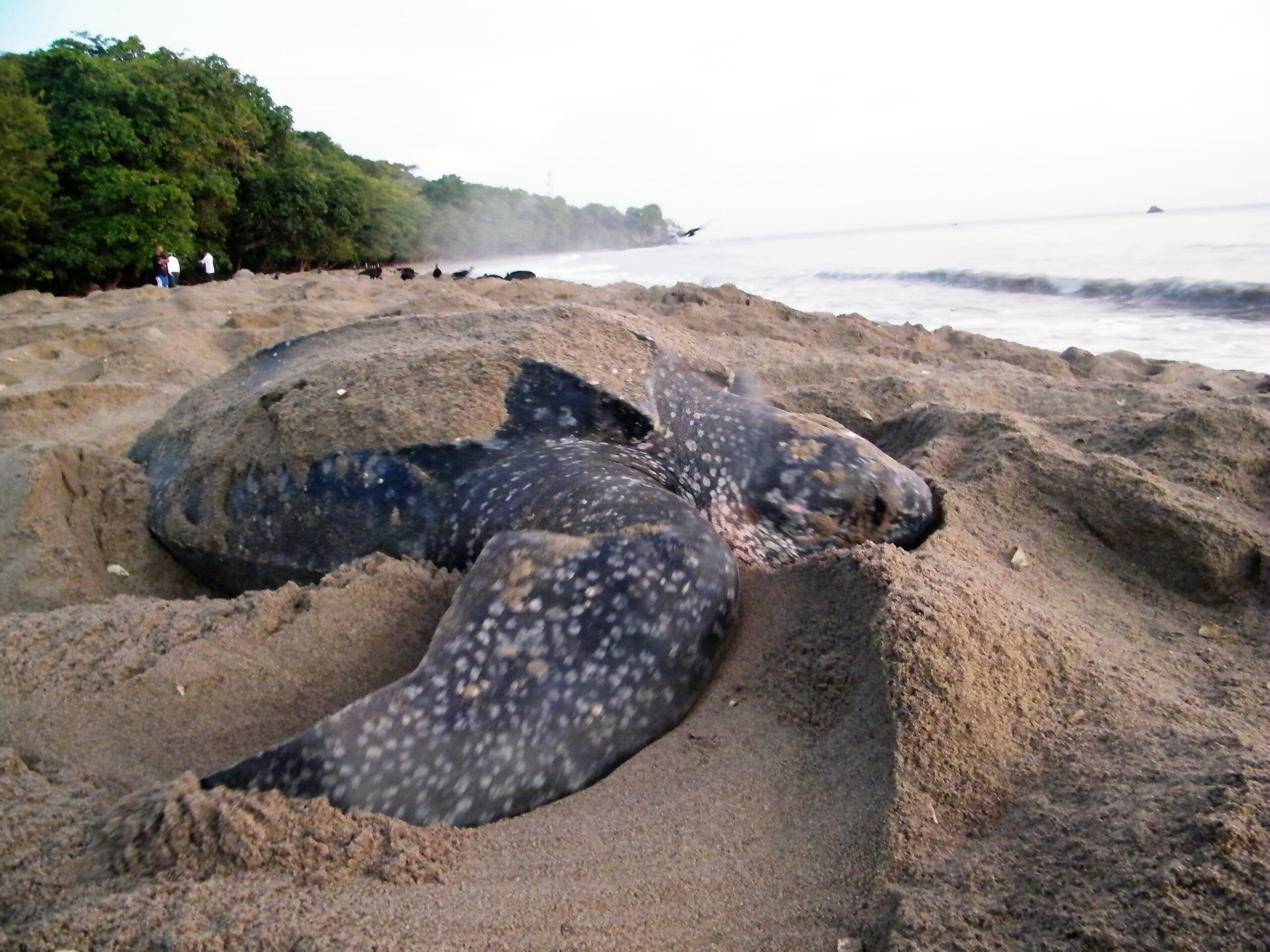 leatherback turtle, Melting Pot Travel, Trinidad