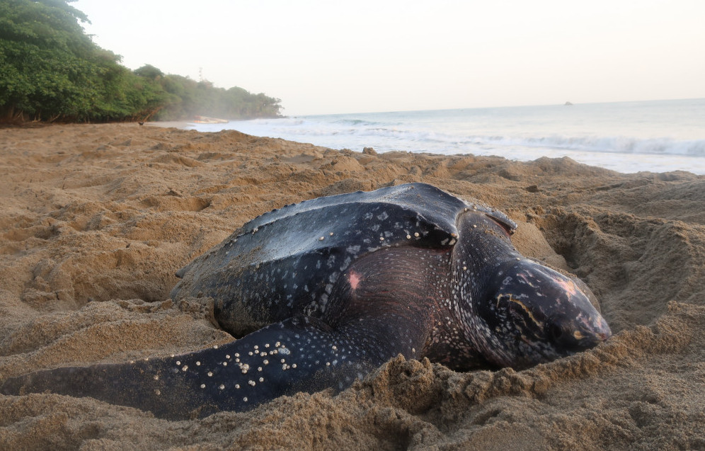 A female leatherback turtle laying eggs on a beach and one of the biggest reasons why people travel to Tobago