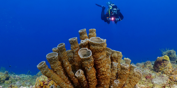 At the end of Goat Island, Japanese Garden reef, Number 3 of best dive sites,,is abuzz with a plethora of fish, coral and sponges