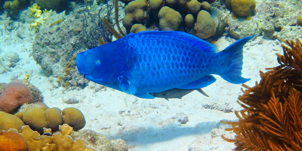 Blue Parrotfish swimming over the seabed with coral