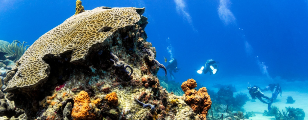 Number 2 of best dive sites, Kelleston Drain sometimes called Kelleston Deep or Little Tobago Drift is a long plain of lush coral drops from 30′ to 60′ then slopes off steeply – home of the world’s biggest brain coral!