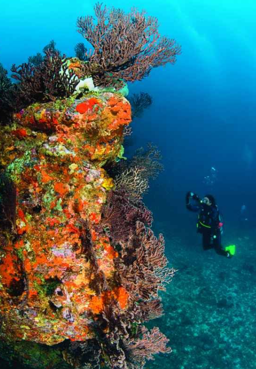 The Sisters reef Tobago