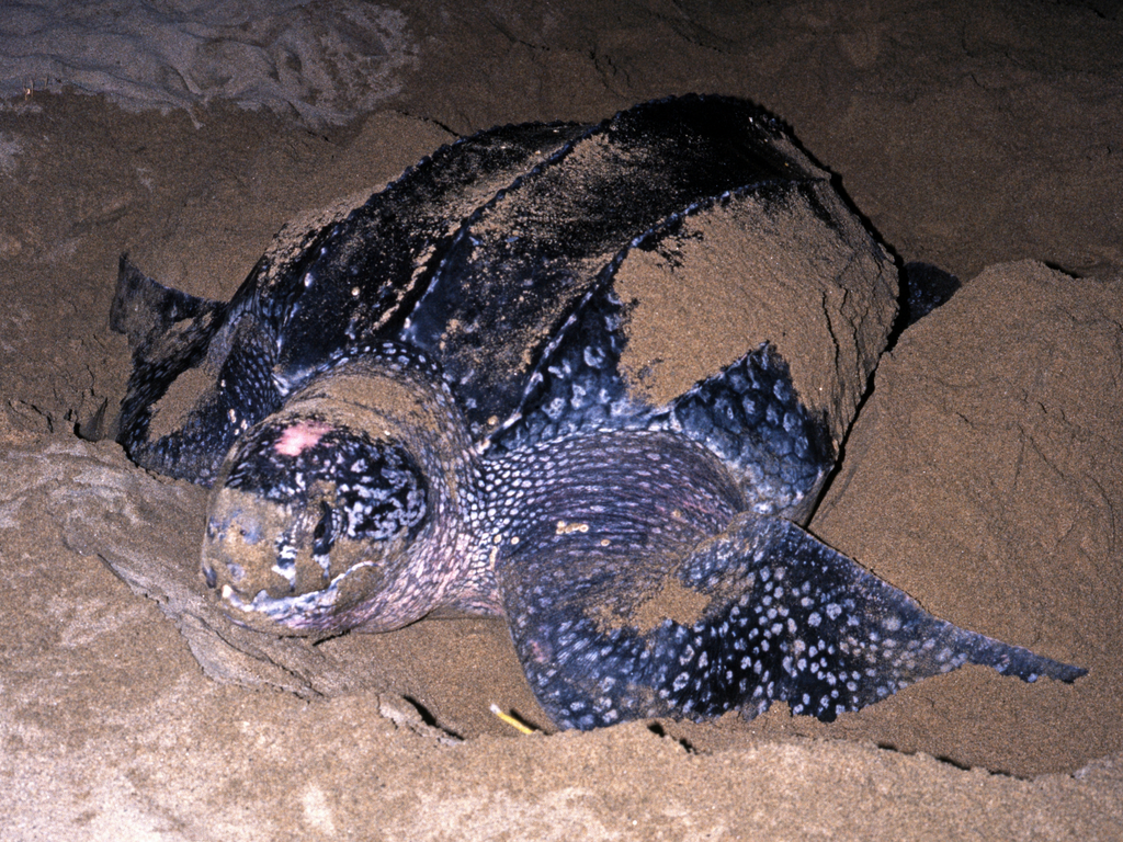 Clearly a female Leatherback Turtle believes it is safe to travel Caribbean. Here she is laying eggs on Grafton beach, Tobago