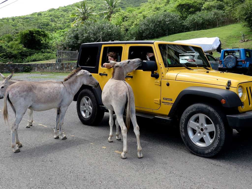 Two goats being fed by a family in yellow jeep