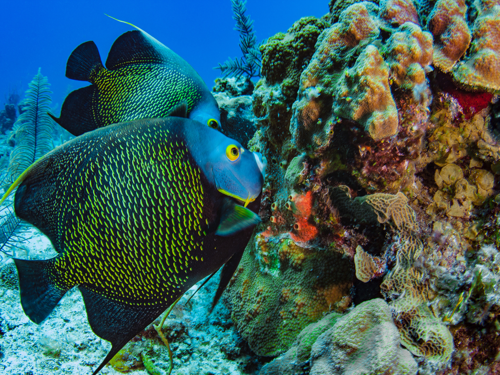 Beautiful French Angelfish searching for food on a coral reef in the Caribbean, Providenciales, Turks and Caicos Islands. Angelfish are often seen swimming in pairs like this lovely couple. Scuba diving is certainly one of the things to do in the Caribbean