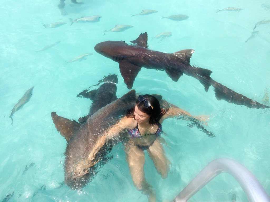 One of the exciting things to do in the Caribbean is swim with the sharks in the Bahamas as this young girl does